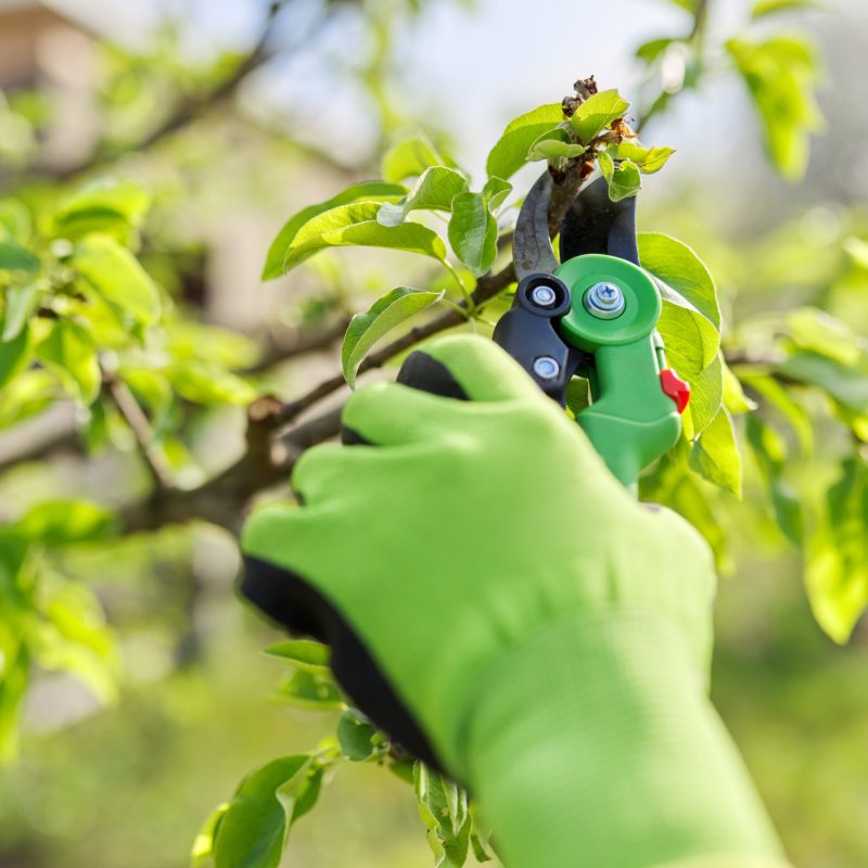 Spring pruning of garden fruit trees and bushes